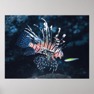 Poster Young Lionfish