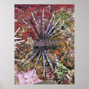 Poster Young Lionfish