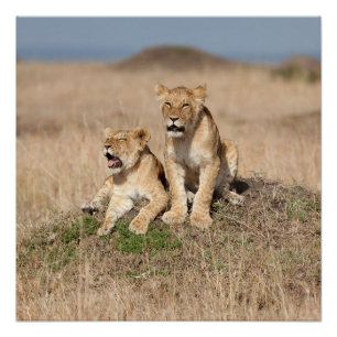Pôster Young lions