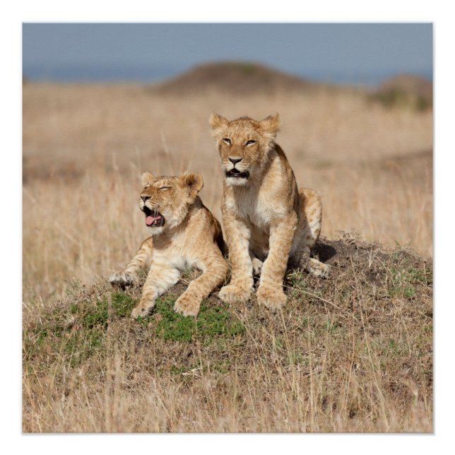 Pôster Young lions (Frente)