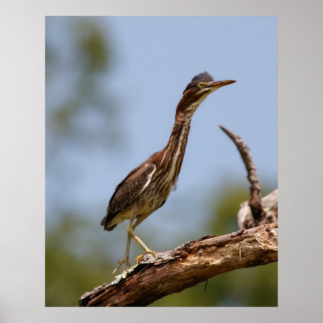 Poster Young One (Frente)