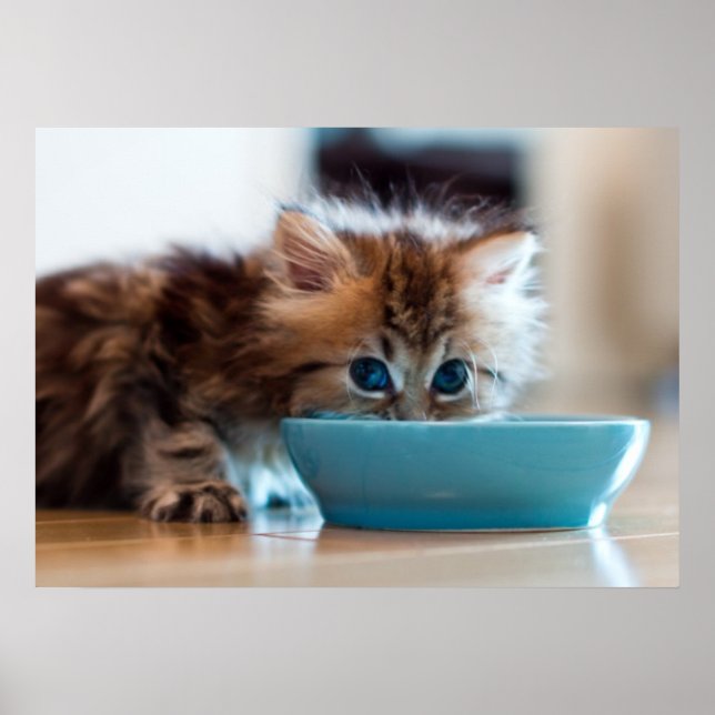 Poster Young Persian Kitten (Frente)