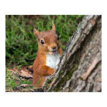 young red squirrel