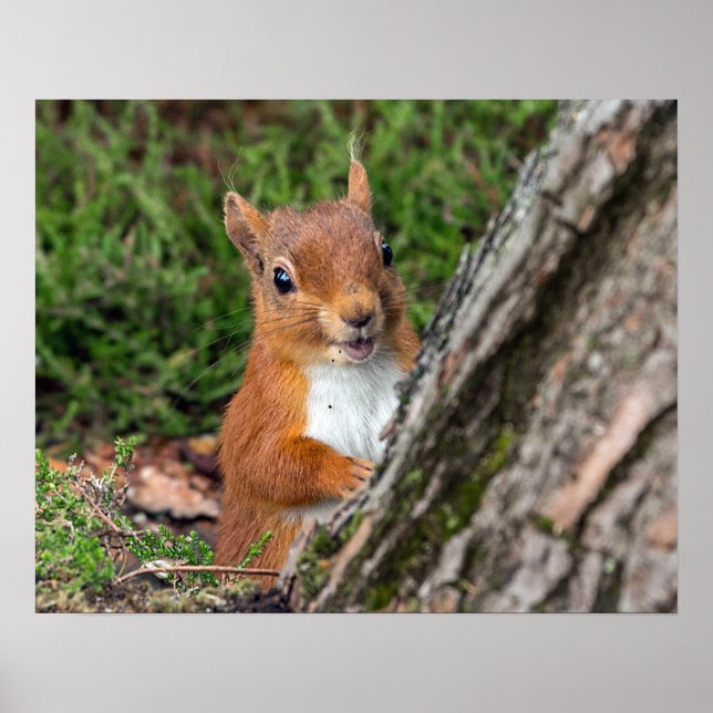Poster young red squirrel (Frente)