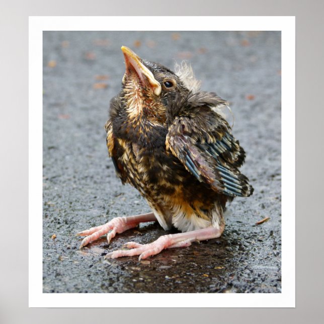 Pôster Young Robin Sitting (Frente)