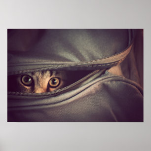 Pôster Young Tabby Kitten