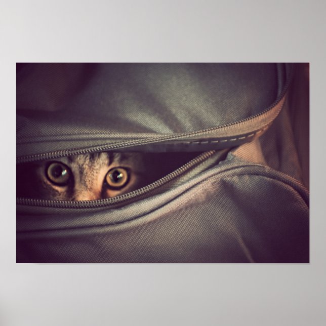 Pôster Young Tabby Kitten (Frente)