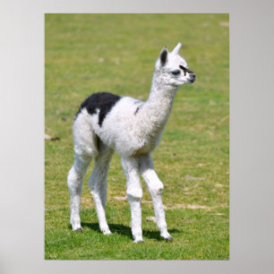 Poster Young white an black alpaca postcard T-Shirt