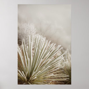 Poster Yucca Coberta de Geada no Inverno