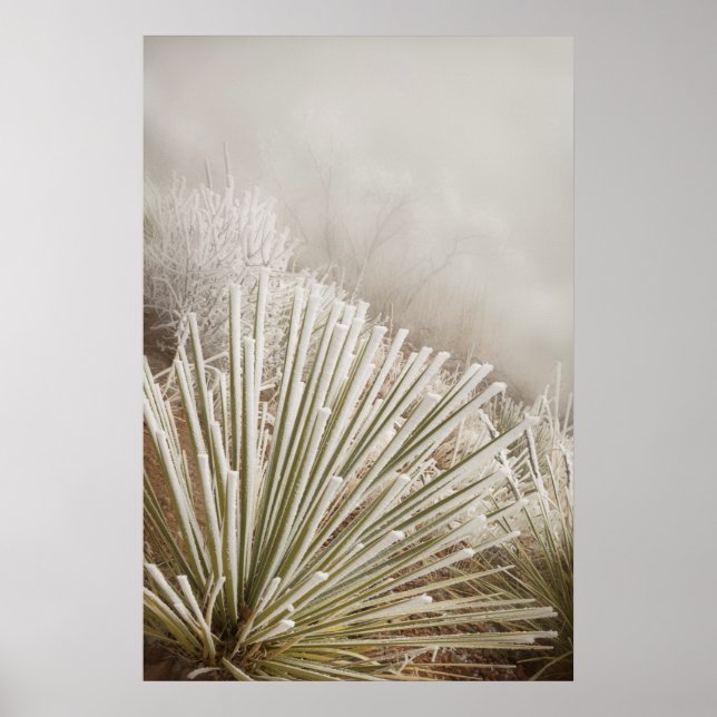 Poster Yucca Coberta de Geada no Inverno (Frente)