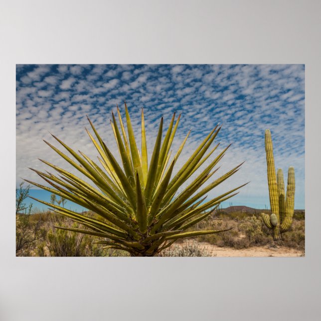 Poster Yucca No Deserto, México (Frente)