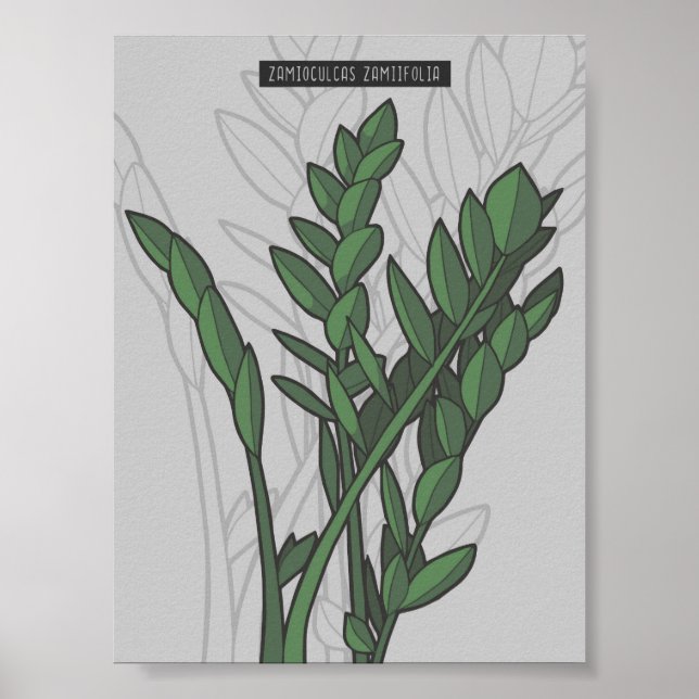 Poster Zamioculcas zamiifolia ZZ (Frente)