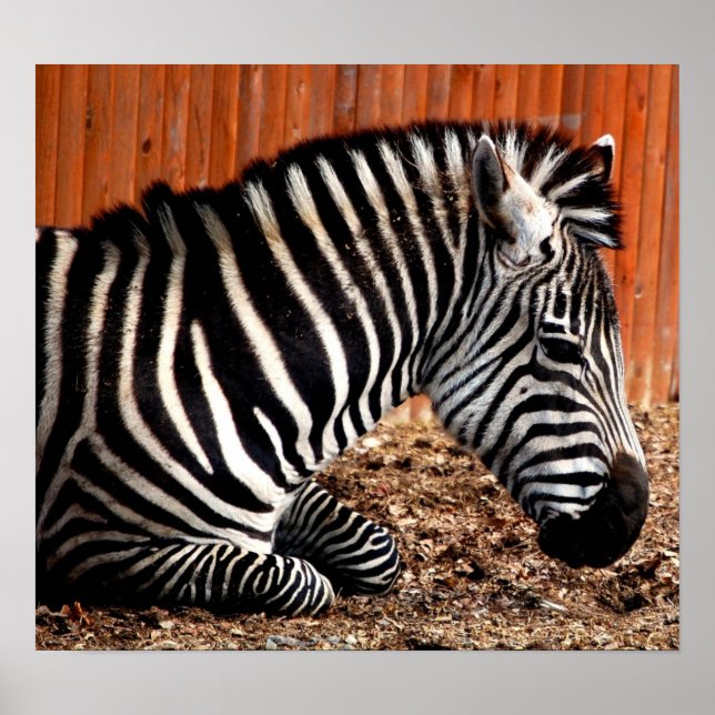 Poster Zebra (Frente)