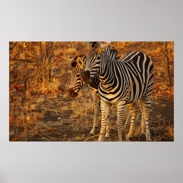 Poster Zebra (Frente)
