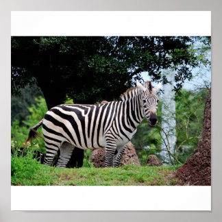 Pôster Zebra