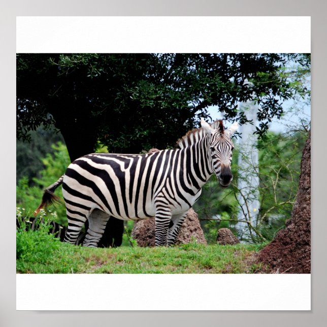 Pôster Zebra (Frente)