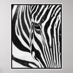 Pôster Zebra
