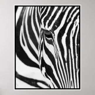 Pôster Zebra
