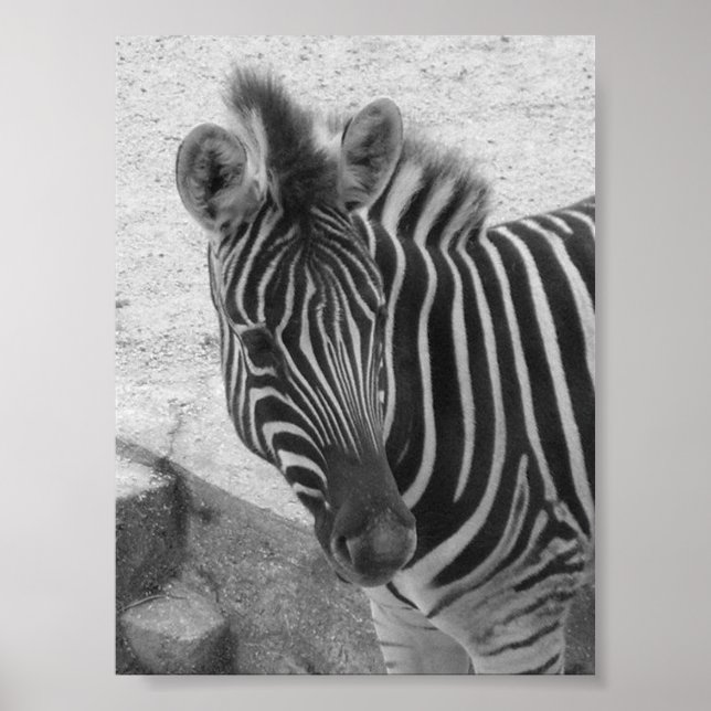 Poster Zebra (Frente)