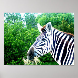 Poster Zebra