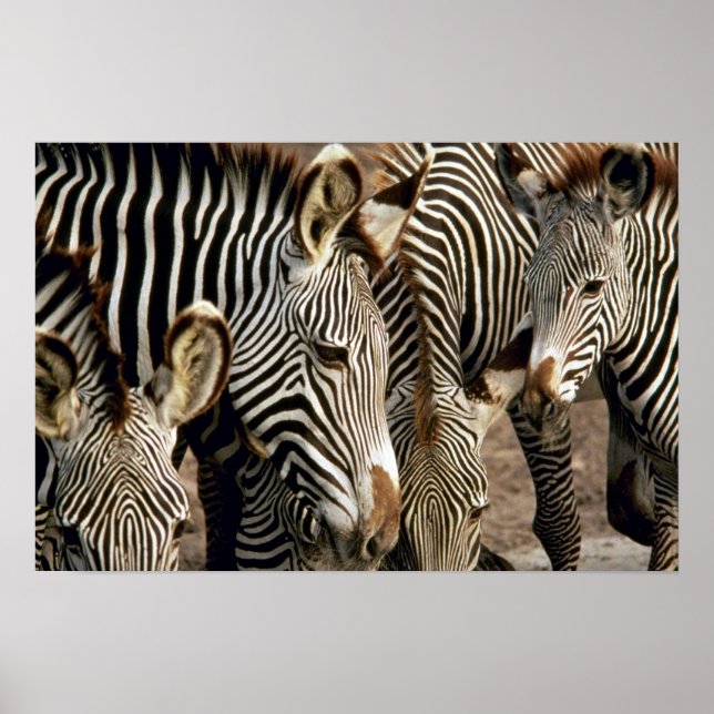 Poster Zebra (Frente)