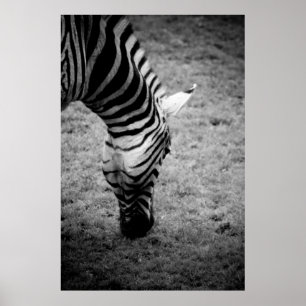 Poster zebra