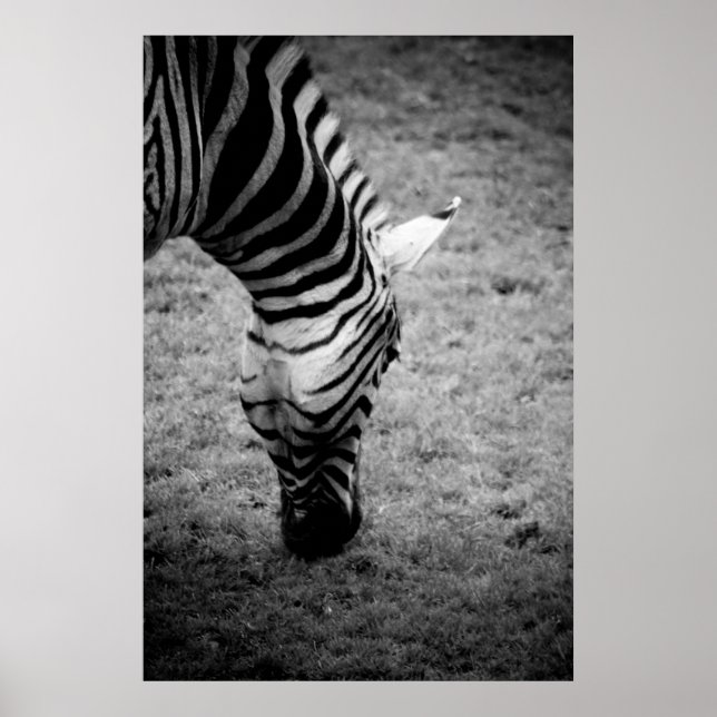 Poster zebra (Frente)