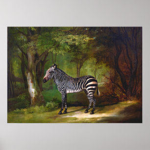 Poster Zebra (1763) pintura de George Stubbs