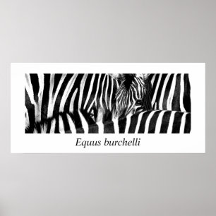 Pôster Zebra #2-Poster