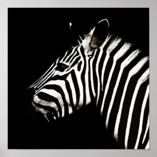 Poster Zebra Black and White Stripes Animal