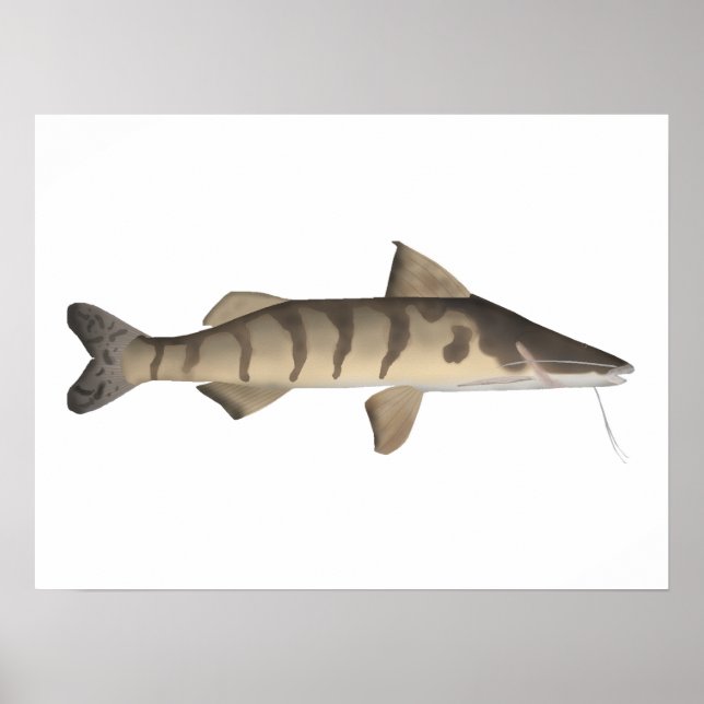 Poster Zebra Catfish (Frente)