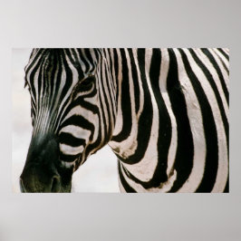 Poster Zebra com padrão preto e branco próximo e listrado