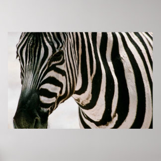 Poster Zebra com padrão preto e branco próximo e listrado