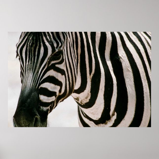 Poster Zebra com padrão preto e branco próximo e listrado (Frente)