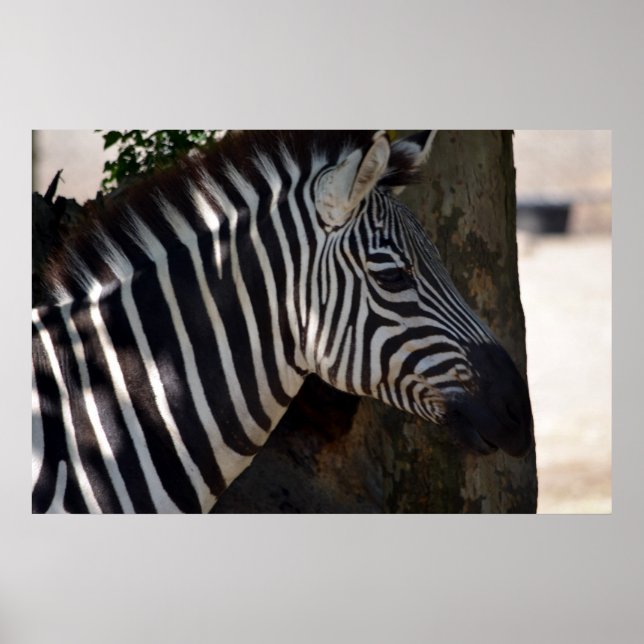 Poster Zebra da África (Frente)