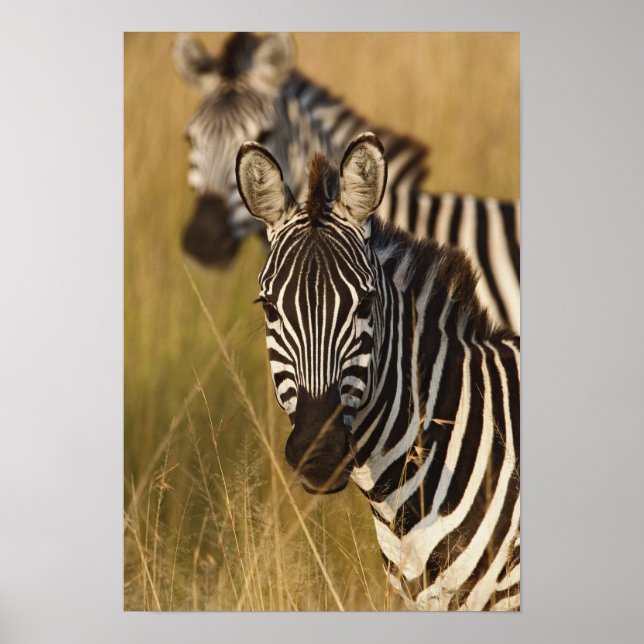 Poster Zebra de Burchell em grama alta de verão, Masai (Frente)