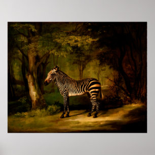 Poster Zebra de George Stubbs (1763)