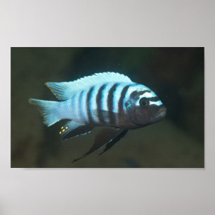 Poster Zebra de Metriaclima - Chinyamwezi, lago Malawi