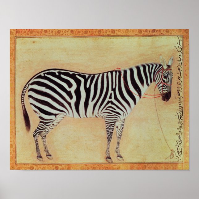 Pôster Zebra, do "Álbum Minto", Mughal, 1621, (Frente)