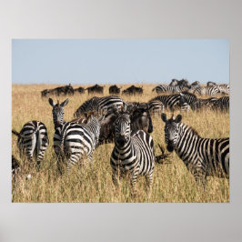 Poster Zebra do Grant