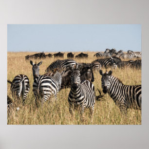 Poster Zebra do Grant
