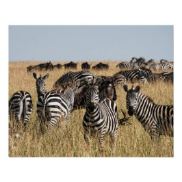 Pôster Zebra do Grant