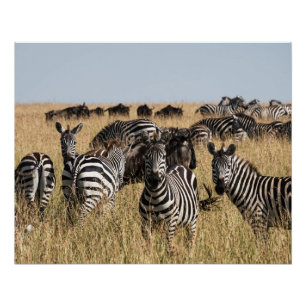 Pôster Zebra do Grant