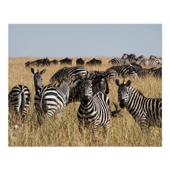 Pôster Zebra do Grant (Frente)