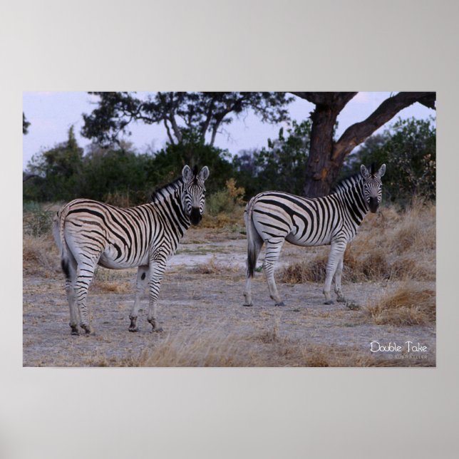 Poster Zebra Double Take Foto (Frente)