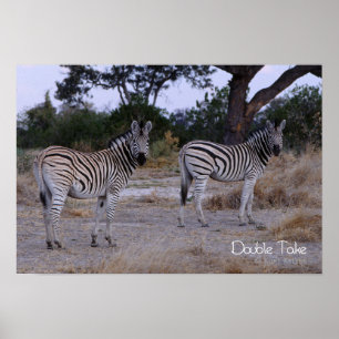 Poster Zebra Double Take Foto
