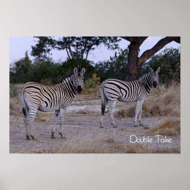 Poster Zebra Double Take Foto (Frente)