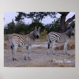 Poster Zebra Double Take Foto