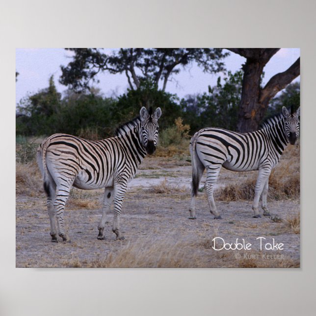 Poster Zebra Double Take Foto (Frente)