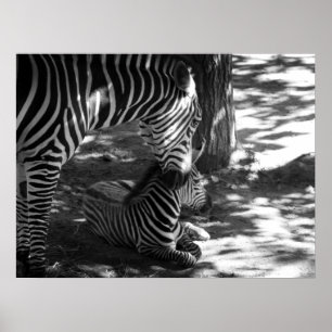 Poster zebra e filhote